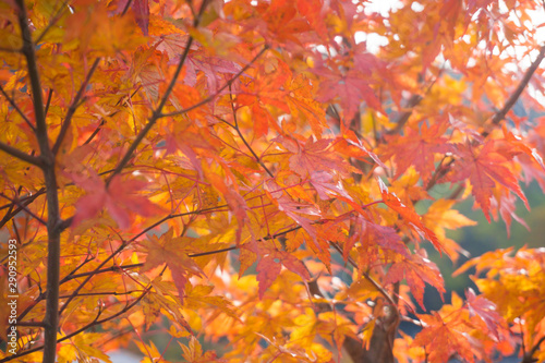 Colourful maple leaf on tree branch autumn season in Nikko