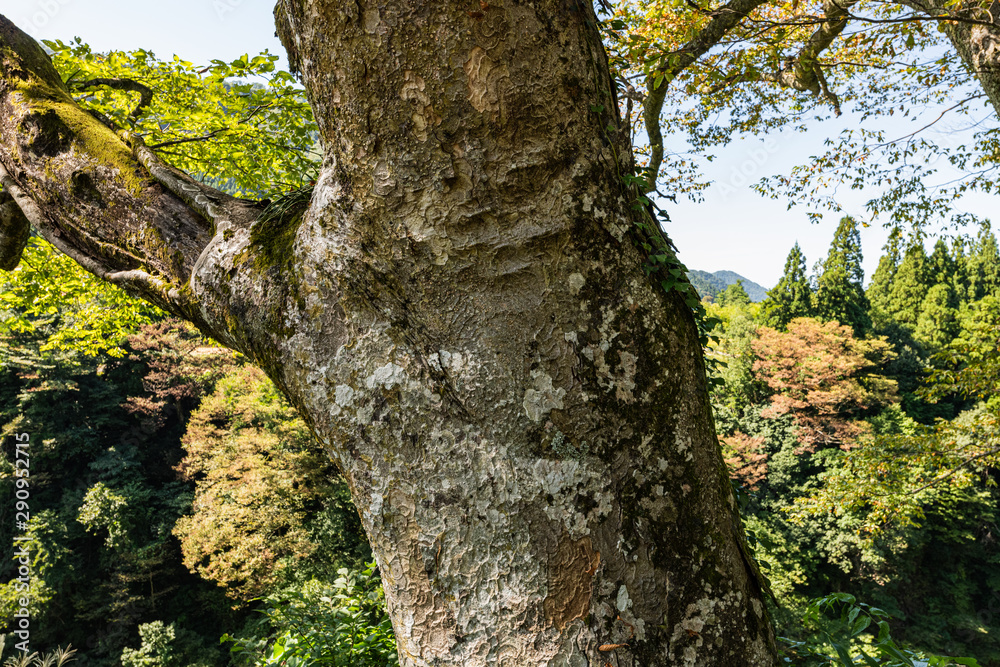 白山市　まがっとの欅