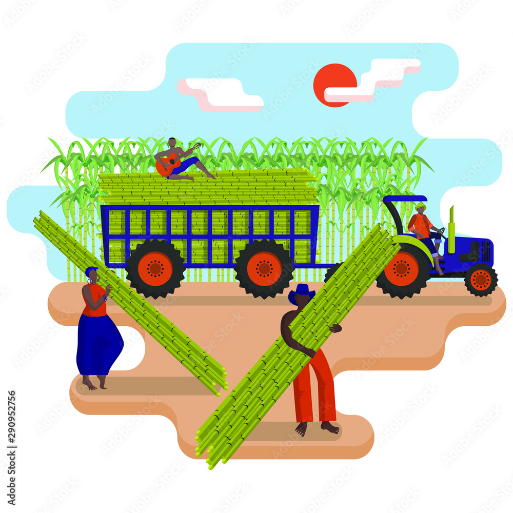 Black agricultural workers are picking a sugarcane in the field. Tractor  with a trailer loaded with sugarcane. Harvesting of sugar cane.  Agricultural work. Flat cartoon vector illustration Stock Vector | Adobe  Stock