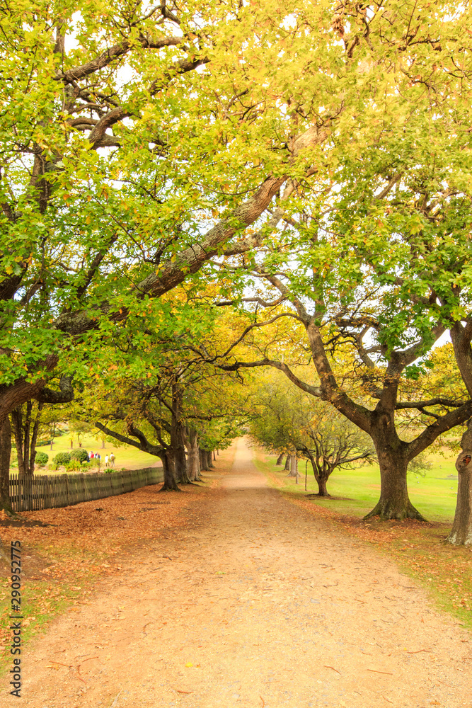 Port Arthur Autumn/Fall trees lining road Tasmania australia