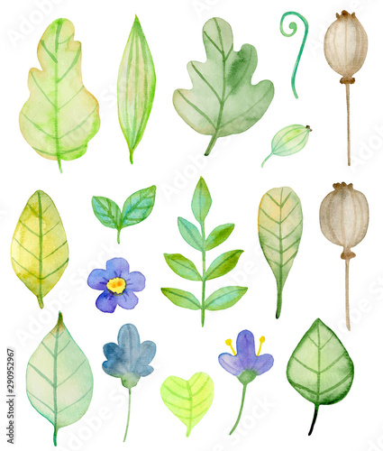 Set of watercolor flowers and green leaves