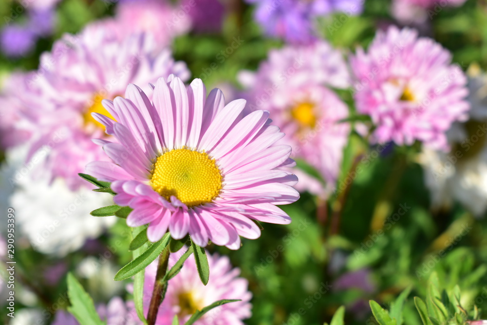 Aster flowers are multicolored on a green background. Aster flowers are multicolored on a green background.