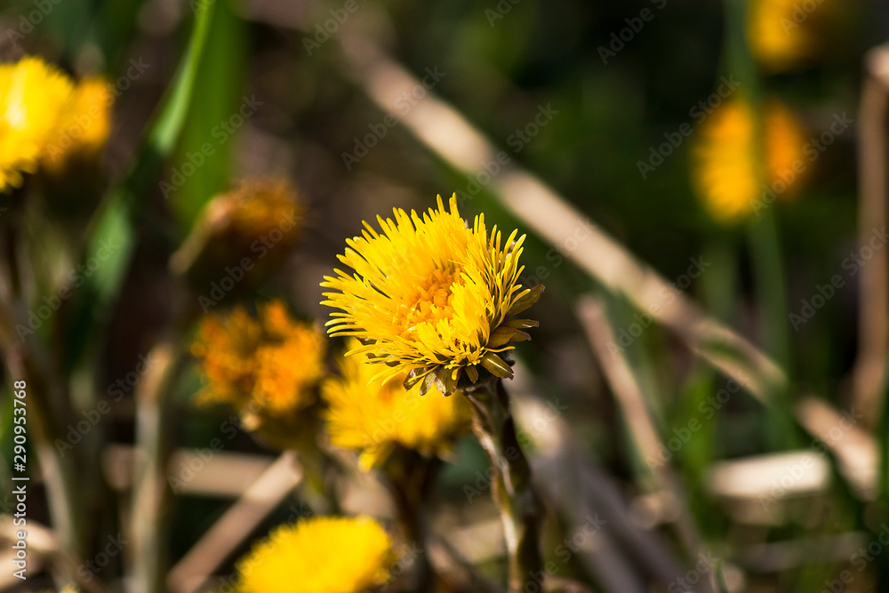 coltsfoot yellow flower coltsfoot yellow flower