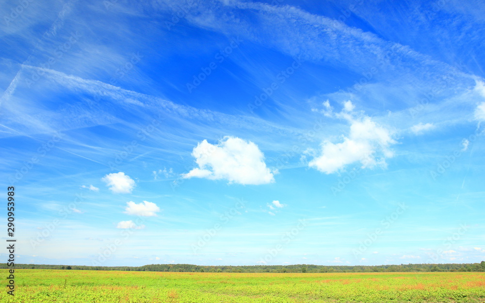 Obraz premium Beautiful landscape with blue sky, green meadow and forest on horizon