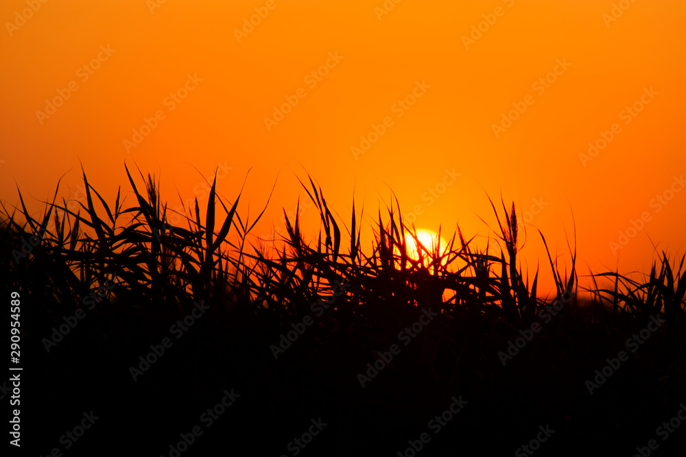 sunset on the background of reeds