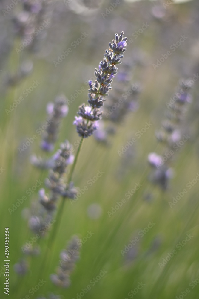 Obraz premium Lavendel (Lavandula angustifolia)