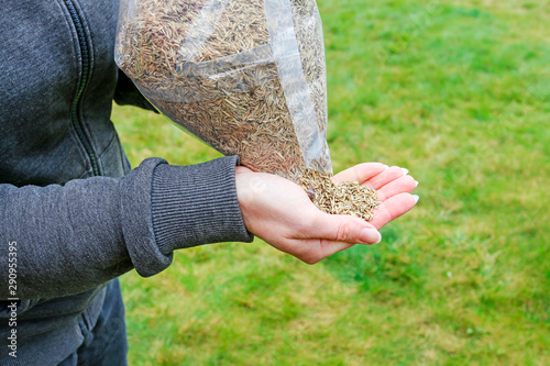 Fotografie Woman holding seeds of grass in her hands