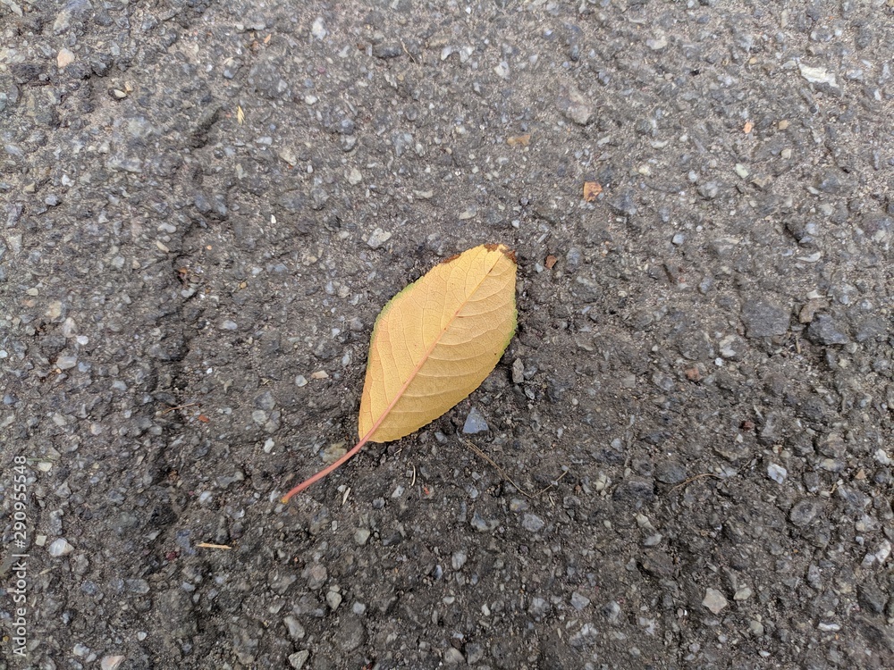 Track leaf yellow on the road autumn Track leaf yellow on the road autumn