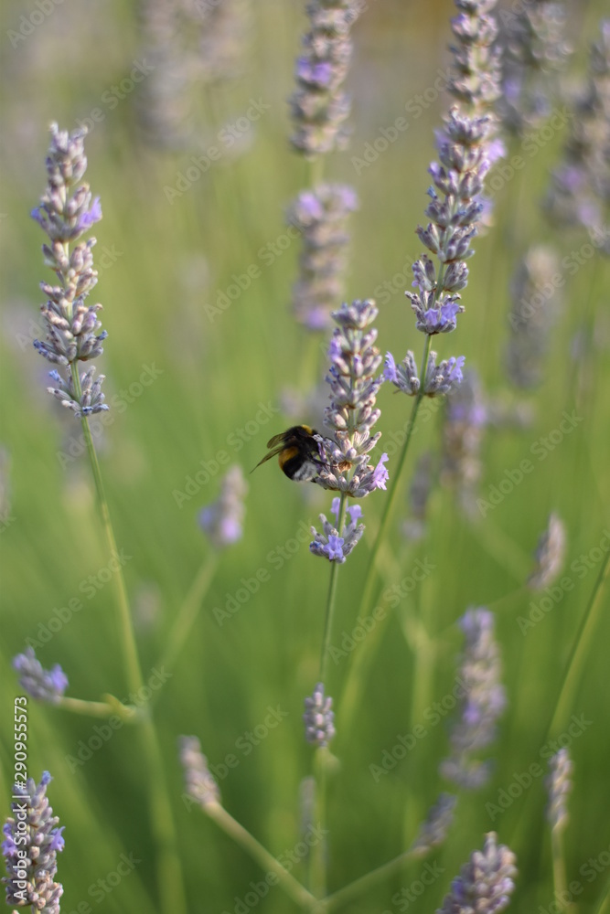 Fototapeta premium Lavendel (Lavandula angustifolia) mit Insekt