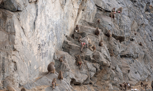 monkeys climbing a mountain in taif saudi arabia    photo