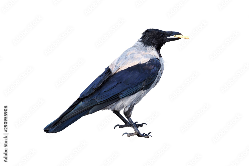 Fototapeta premium Crow with cookies in its beak isolated on white background, raven