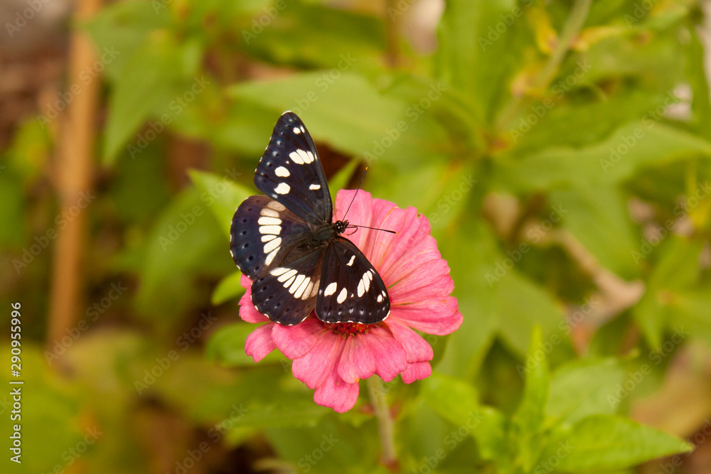 Black and white tropical Butterfly on pink flower Black and white tropical Butterfly on pink flower