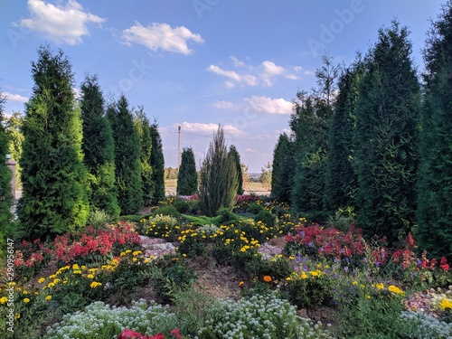 Flowers many flowers sky and tall bushes photo