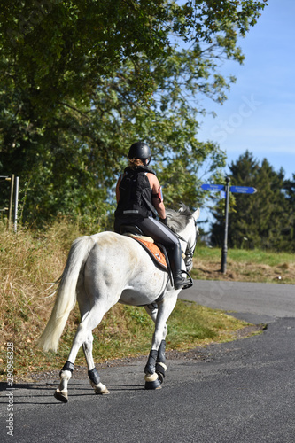 cheval chevaux equitation cavalier
