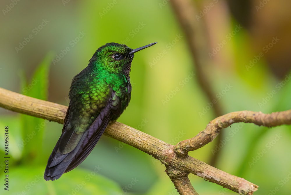 Tourmaline Sunangel - Heliangelus exortis, beautiful shining hummingbird from Andean slopes of South America, Guango Lodge, Ecuador. Tourmaline Sunangel - Heliangelus exortis, beautiful shining hummingbird from Andean slopes of South America, Guango Lodge, Ecuador.