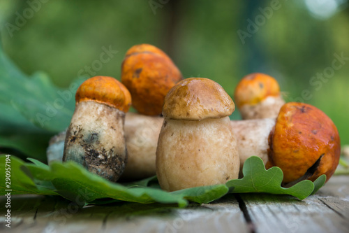 Mushrooms collected in the forest, boletus