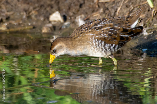 The secretive sora  bird (Porzana carolina) is a small waterbird of the family Rallidae bird escaping from the marsh reeds and drinks from a pond in the sunshine showing off its yellow beak and legs.