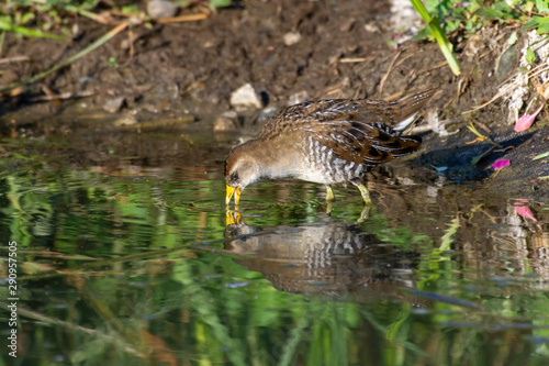 Tableau sur toile The secretive sora bird (Porzana carolina) is a small waterbird of the family Rallidae bird escaping from the marsh reeds and drinks from a pond in the sunshine showing off its yellow beak and legs