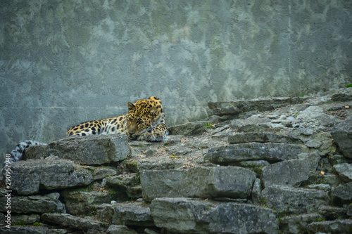 Jaguar (Latin: Panthera onca), a large felid species the only extant member of the genus Panthera native to the Americas. Big cat having a rest on rocky ground.