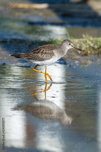 A lesser yellowlegs (Tringa flavipes) is a medium-sized shorebird standing in the water hunting for food in the morning sunshine in British Columbia, Canada.