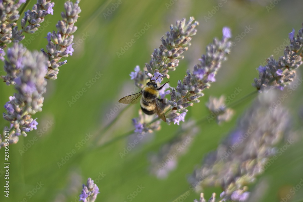 Lavendel (Lavandula angustifolia) mit Insekt Lavendel (Lavandula angustifolia) mit Insekt