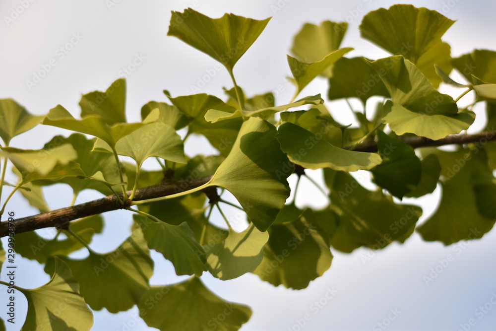 Ginkgo biloba Ginkgo biloba