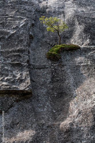 In a vertical granite surface, a small tree is growing on a tiny ledge defying gravity