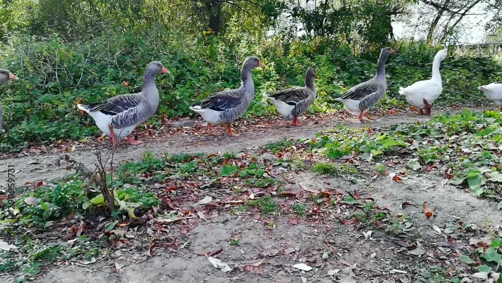 domestic geese in the village near the pond and graze side by side domestic geese in the village near the pond and graze side by side