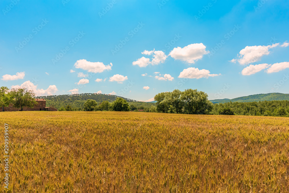 Wheat field under blue sky in summer with rural farmhouse on the left