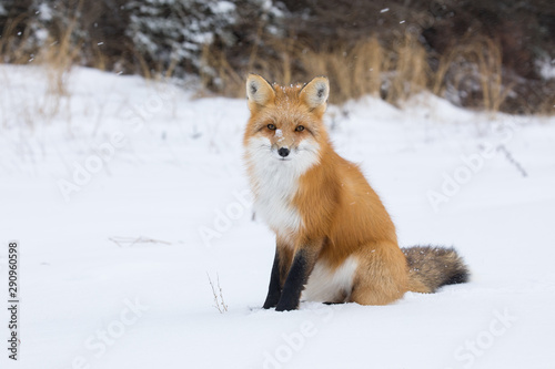 Red fox © Brittany
