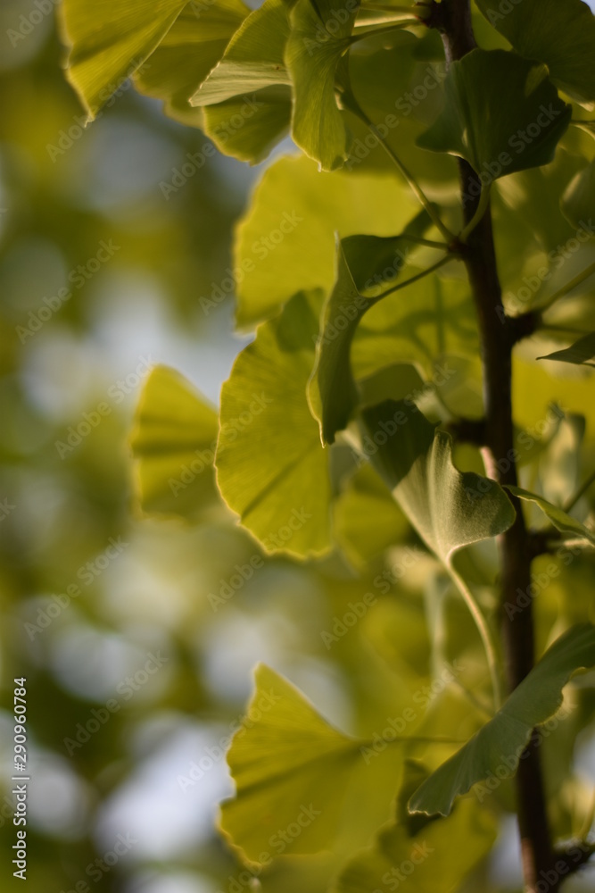Ginkgo biloba Ginkgo biloba