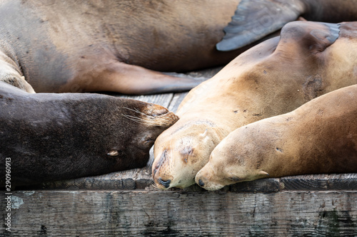Close up of a family of sea lions resting on a wooden dock