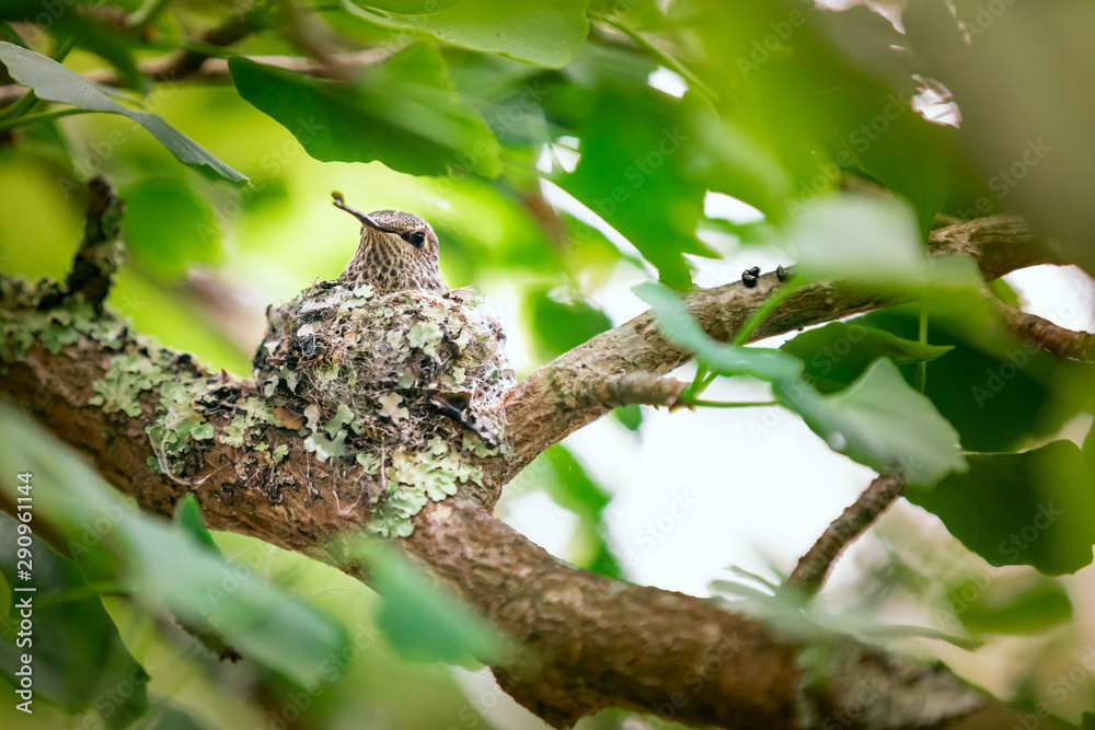 A tiny hummingbird is perched on its nest on a branch, surrounded by vegetation