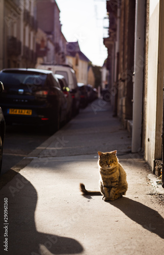 a cat walks on the sunny street in the morning photo