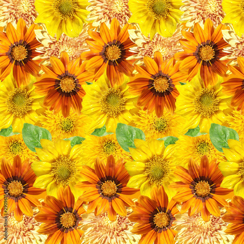 Beautiful floral background of gazania  sunflower and chrysanthemum. Isolated