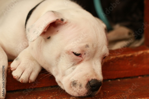 Cute young small 7 week old purebred Australian Staffordshire terrior pups sleeping and dreaming restfully on a sunny afternoon in their family home dog kennel, Australia