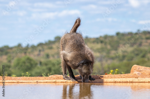 Baboon ( Chacma) drinking at the waterhole in front of the water level hide at Welgevonden Game Reserve, South Africa.