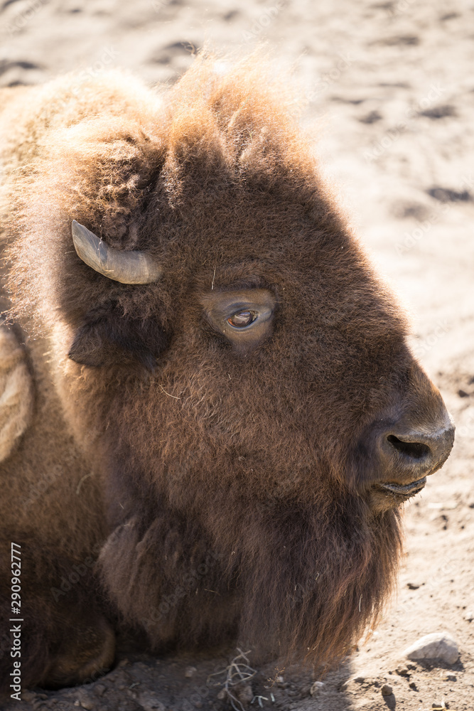The European bison (Latin: Bison bonasus), also known as wisent. Huge animal having a rest on sandy ground under direct sharp sunlight. 