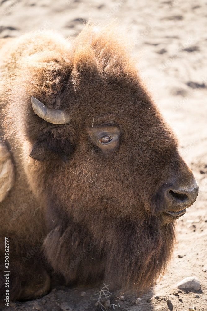 The European bison (Latin: Bison bonasus), also known as wisent. Huge animal having a rest on sandy ground under direct sharp sunlight. The European bison (Latin: Bison bonasus), also known as wisent. Huge animal having a rest on sandy ground under direct sharp sunlight.