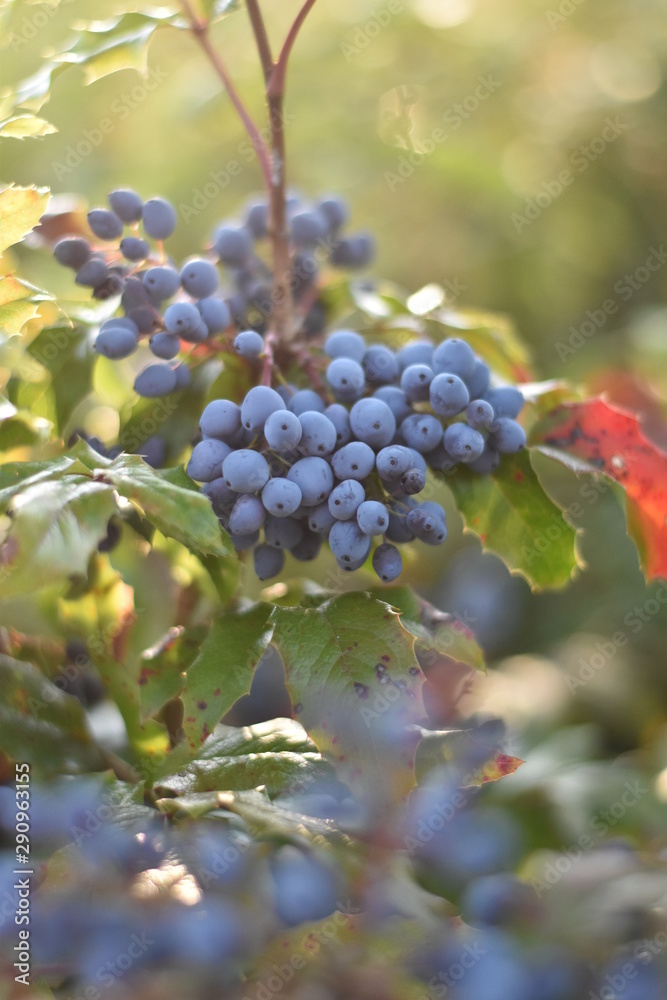 Fototapeta premium Reife Früchte der Mahonie (Mahonia)