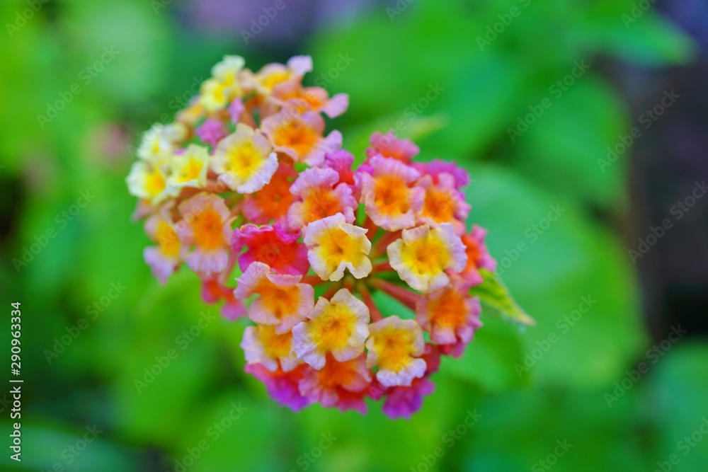 Yellow, orange and pink lantana flowers growing in the garden Yellow, orange and pink lantana flowers growing in the garden
