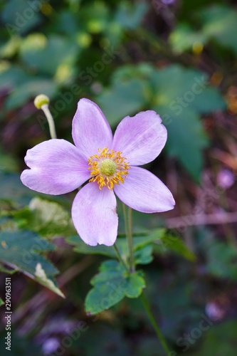 Pale pink Japanese anemone flower in bloom (Anemone hupehensis)