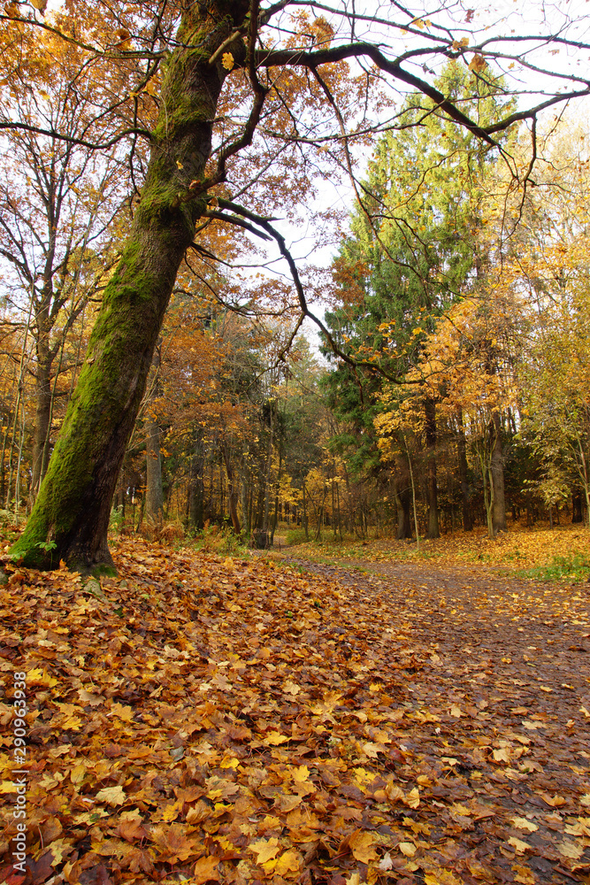 Lonely big tree covered with green moss on a path in autumn bright park Lonely big tree covered with green moss on a path in autumn bright park