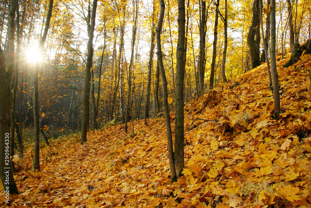 Fototapeta premium Bright autumn leaves on the slope of a small hill with trees in the park