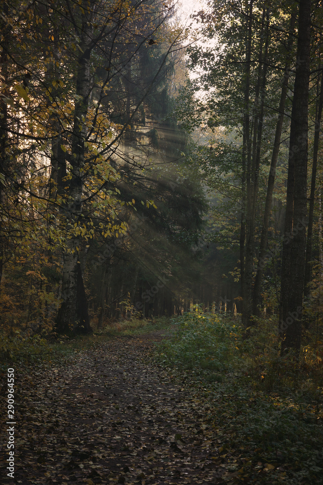 Fototapeta premium bright Sun rays make their way through the trees onto a path strewn with yellow leaves