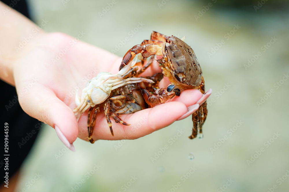 Dead crabs in girl on hand. Dark brown crab. Bulgaria