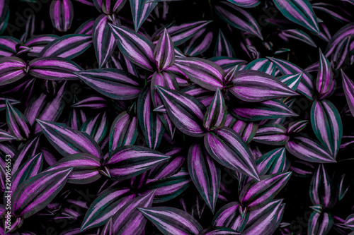 leaves of tradescantia zebrina bosse  abstract purple texture  nature background  tropical leaf