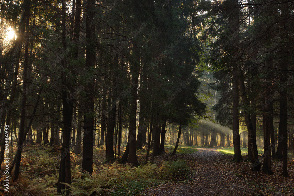 Fototapeta premium The sun in the spruce forest rays go diagonally