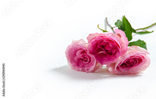 Pink roses, on a white background. 3 pcs pink rose, valentine's day, love.