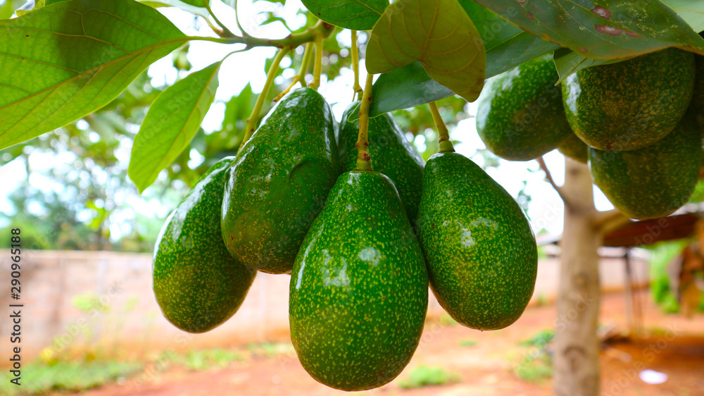 Avocado balls in the stem, green leaves Avocado balls in the stem, green leaves